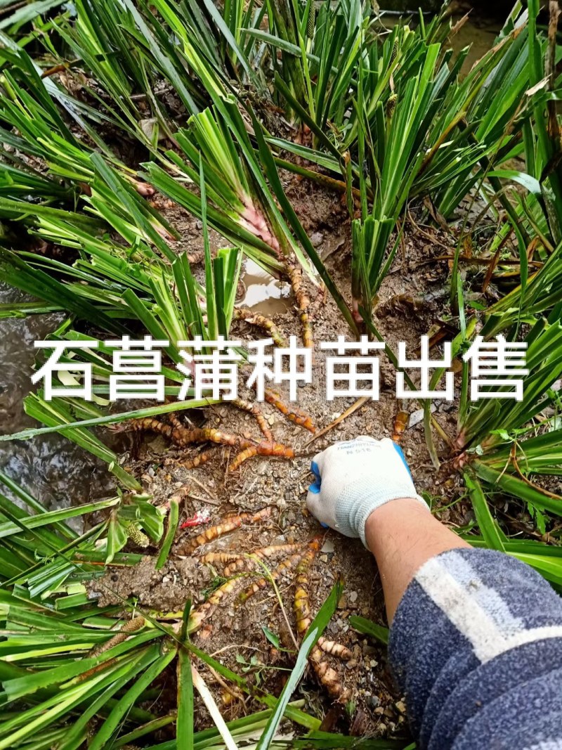 石菖蒲种苗