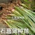 石菖蒲种苗