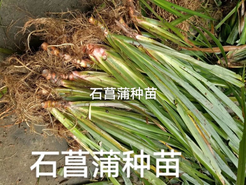 石菖蒲种苗