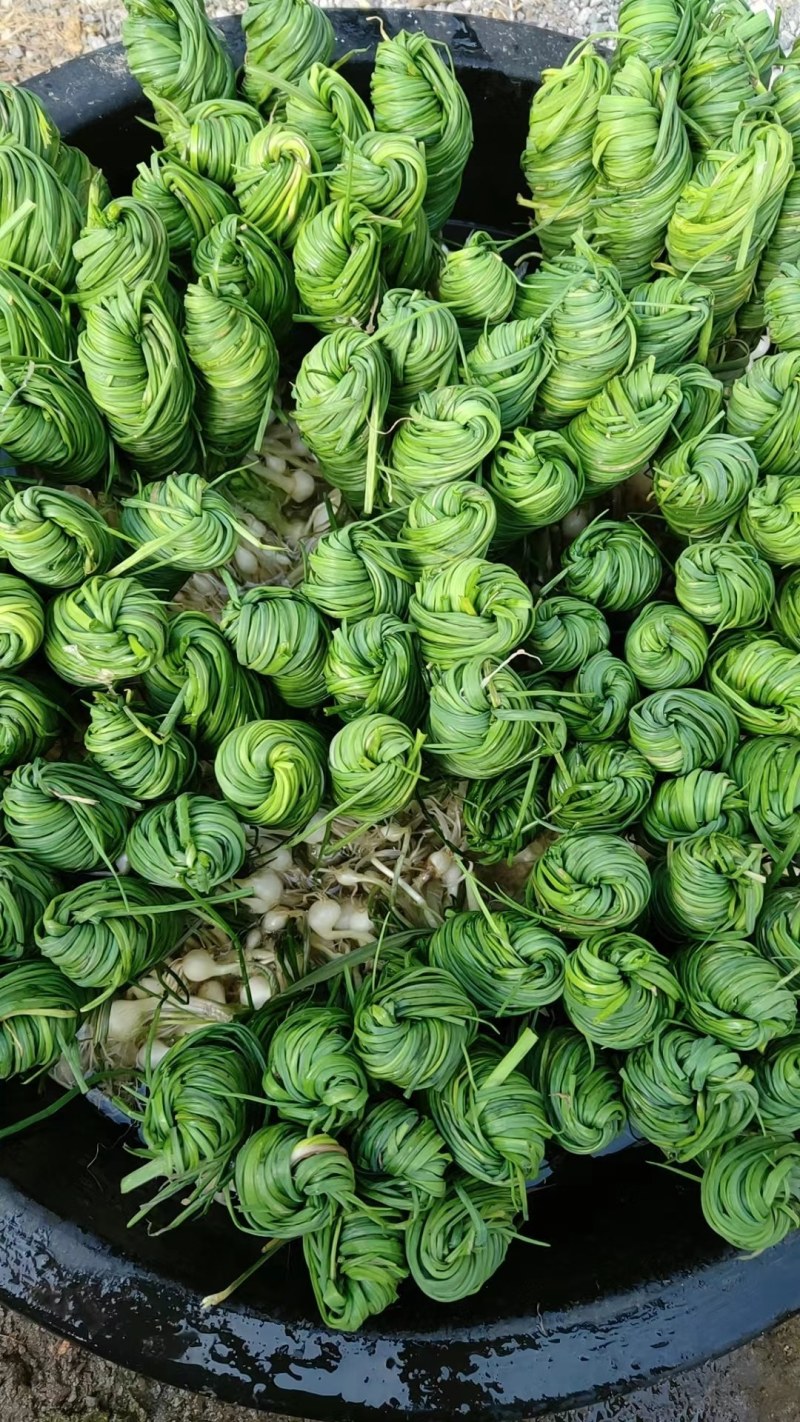 贵州安顺野生苦蒜