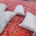 大连精品红富士苹果，大连石磊水果合作社专业一对一看货