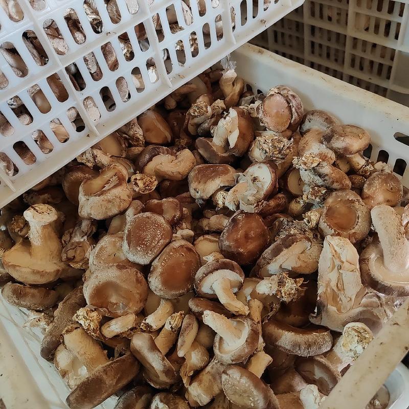 新鲜香菇自家合作社，头茬菇大量现货。