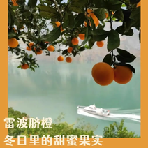 雷波挤橙金沙江旁优质水果，批发，大凉山特产。