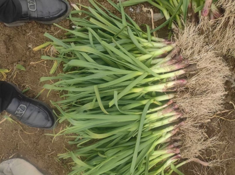基地货源大量现货需要的联系我