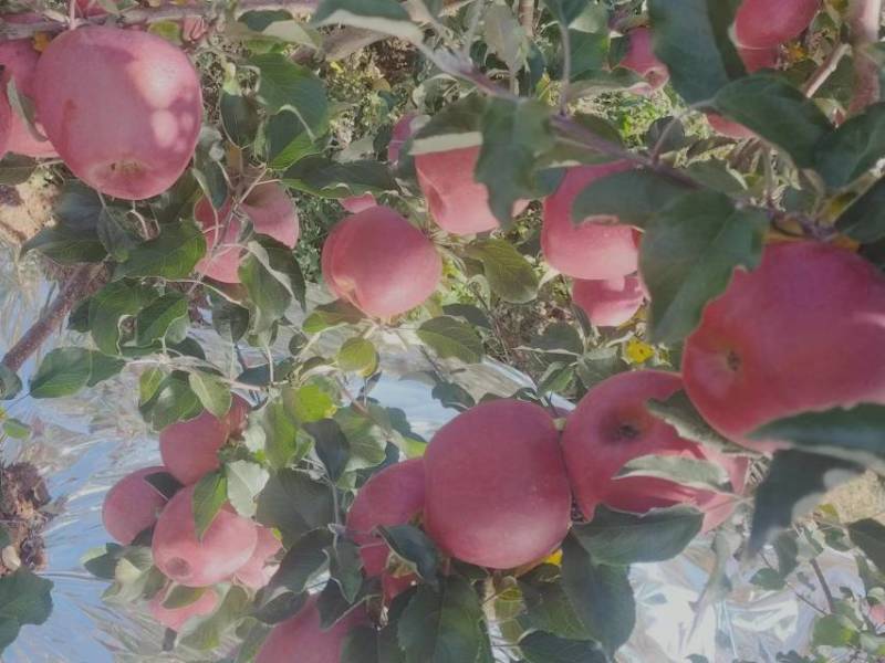 精品苹果昭通红富士苹果货源充足量大从优现摘现发欢迎咨询