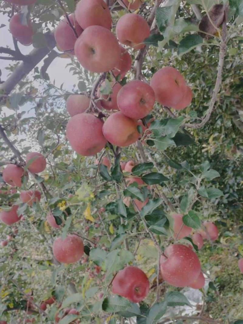 精品苹果昭通红富士苹果货源充足量大从优现摘现发欢迎咨询