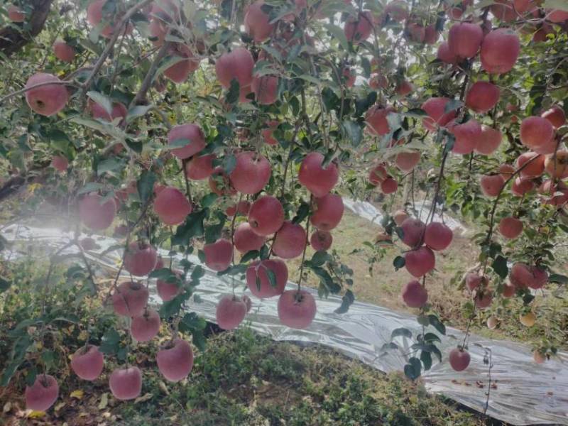 精品苹果昭通红富士苹果货源充足量大从优现摘现发欢迎咨询