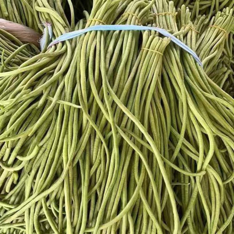 【青条豆角】广东徐闻豆角条形直质量保证价格实惠产地看货电联