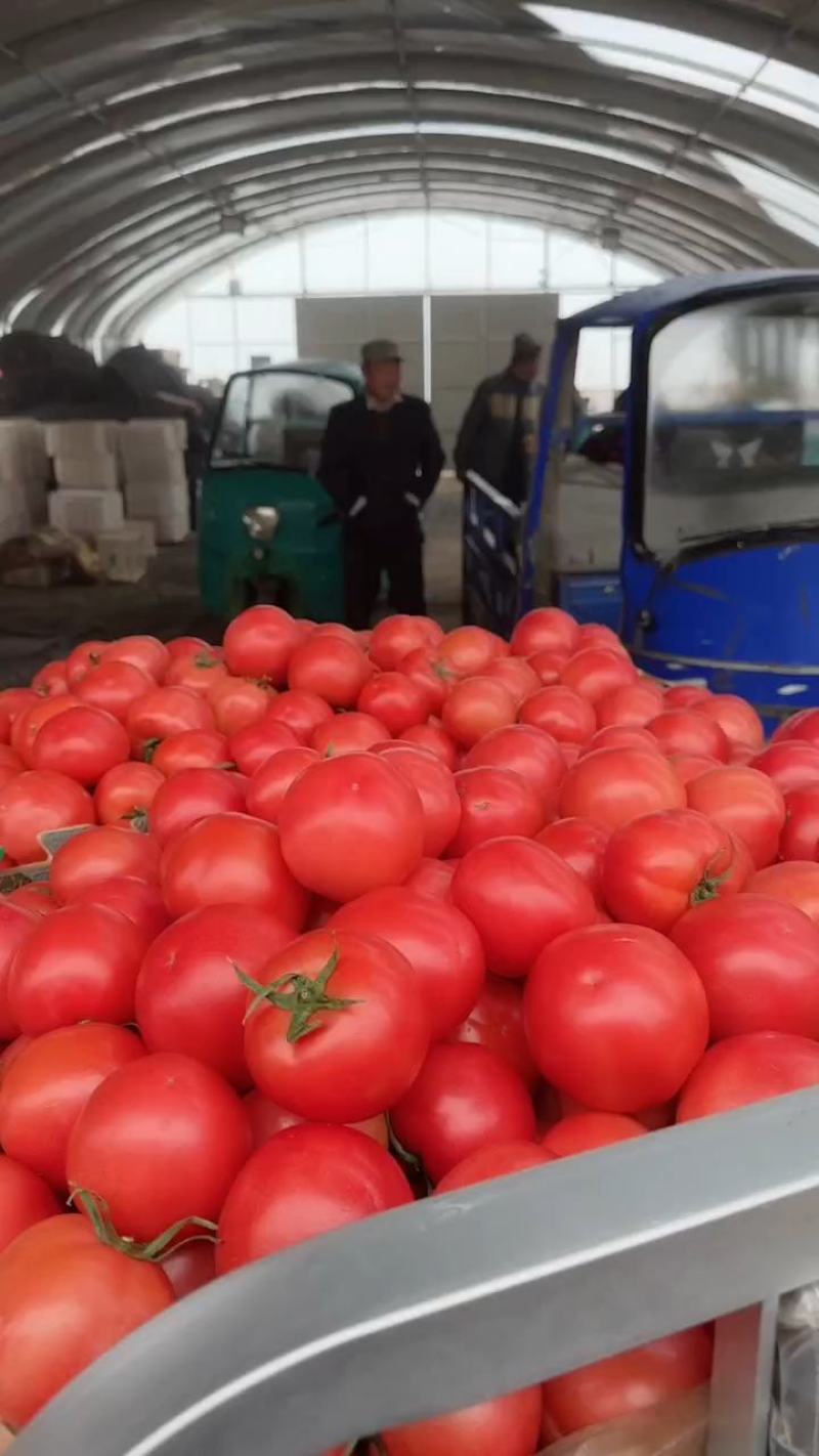 西红柿费县硬粉西红柿产地现货，对接市场，电商货商超可代发