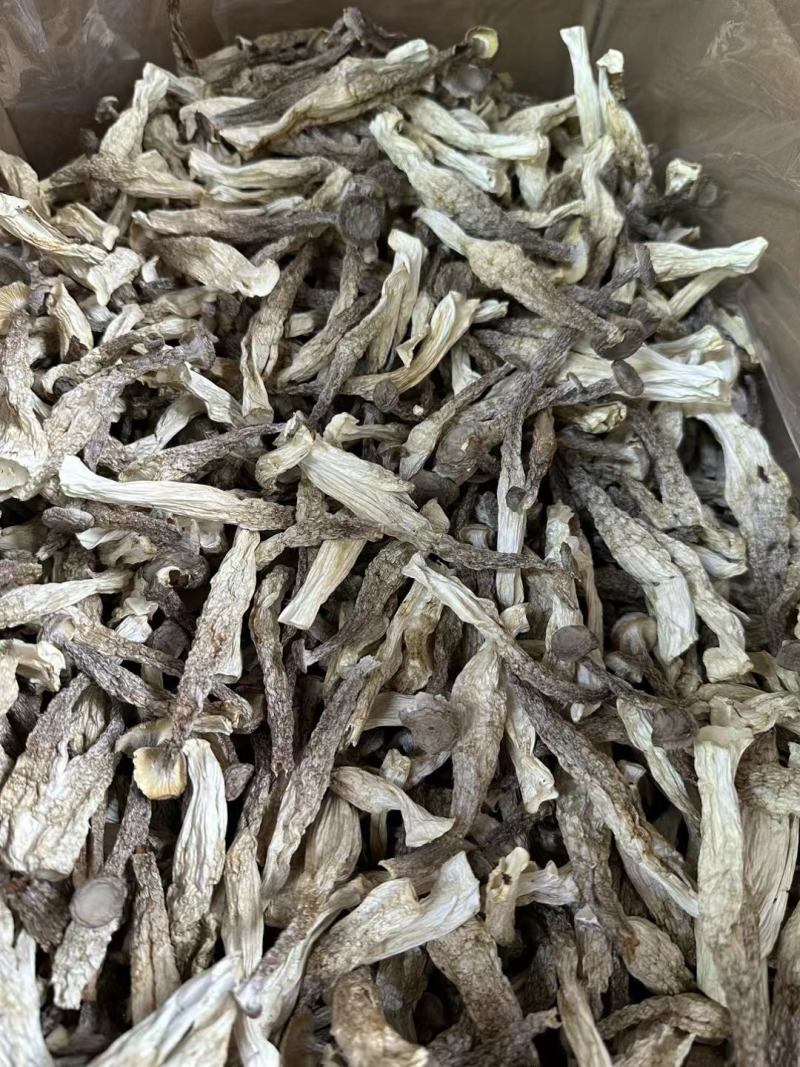 古田鹿茸菇干货批发，鹿茸菇干货各个等级都有，全国可发货