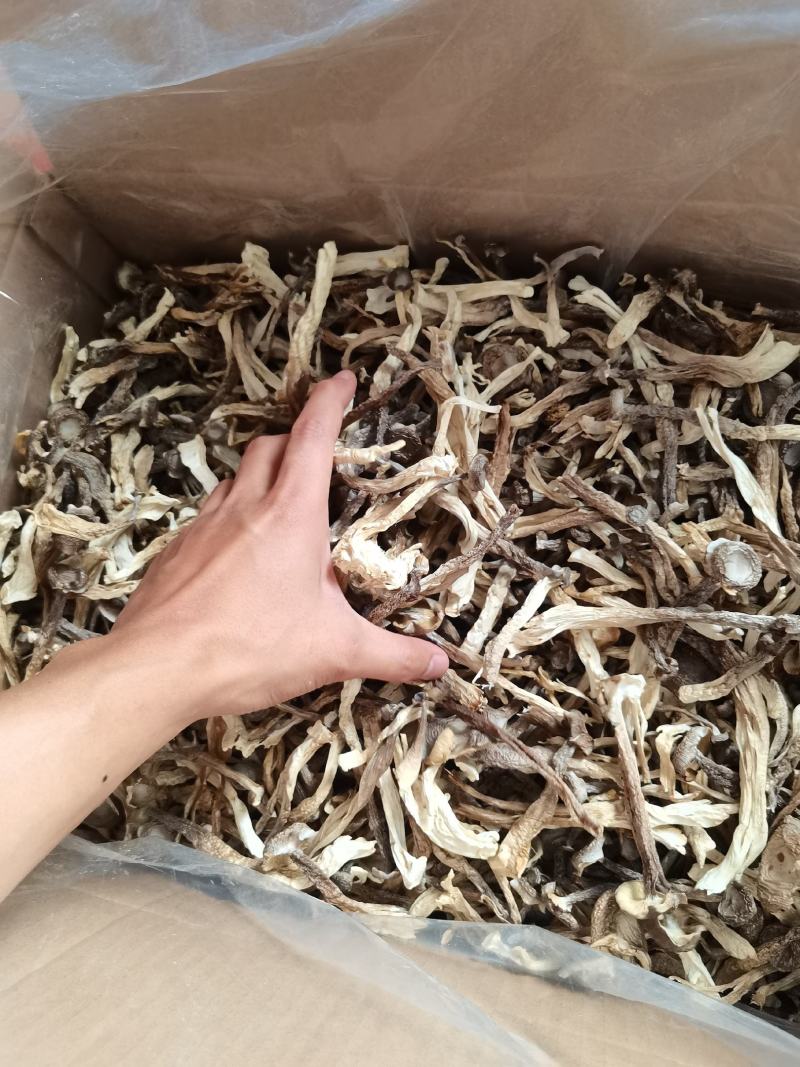 古田鹿茸菇干货批发，鹿茸菇干货各个等级都有，全国可发货