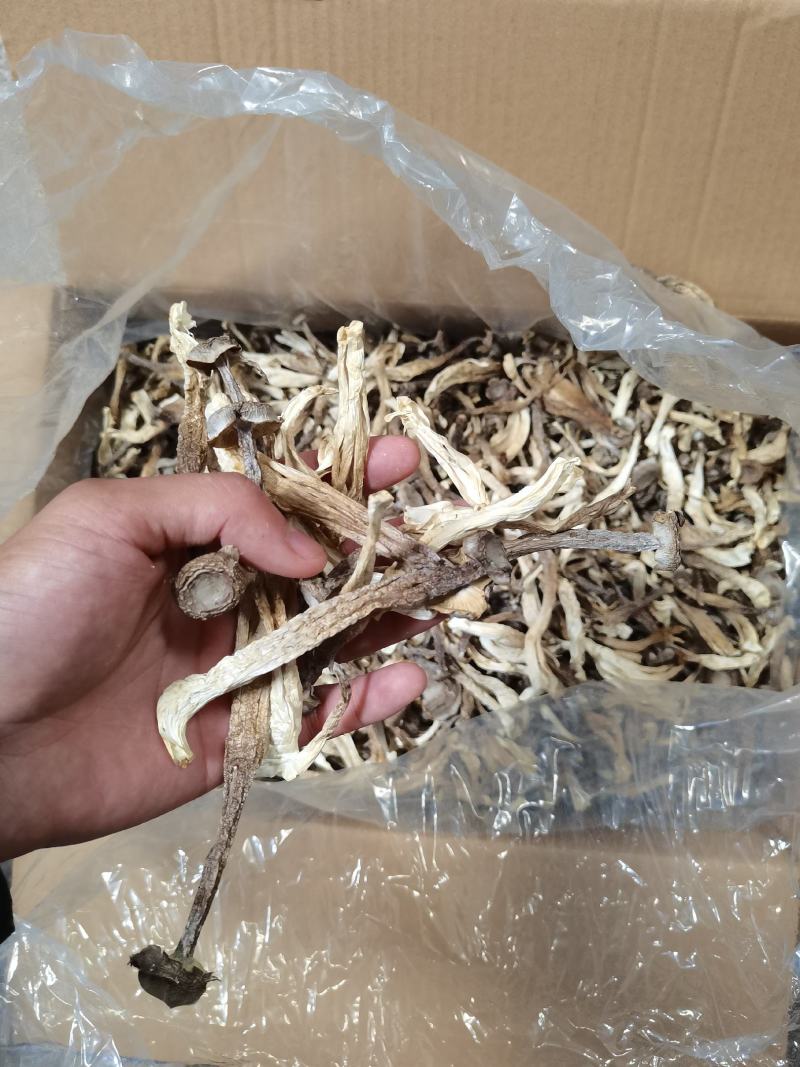 古田鹿茸菇干货批发，鹿茸菇干货各个等级都有，全国可发货
