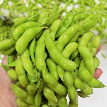 福建毛豆大量供应，产地直供。欢迎各位老板来合作。