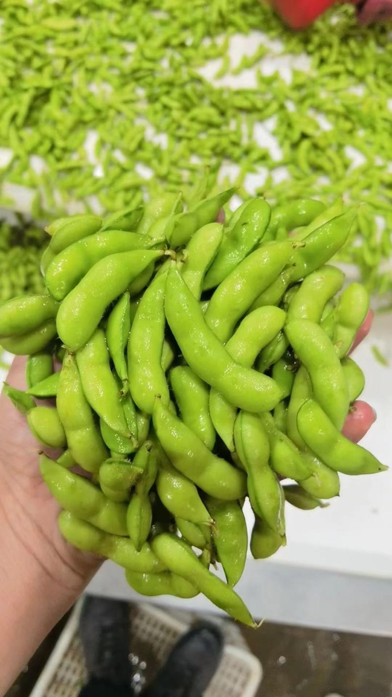 福建毛豆大量供应，产地直供。欢迎各位老板来合作。