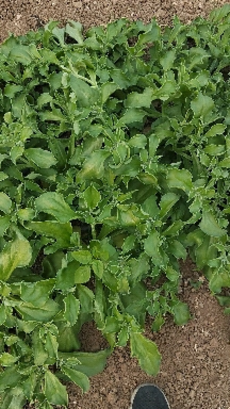 山东寿光蔬菜野菜冰草，货优量足支持一件代发，欢迎电话联系