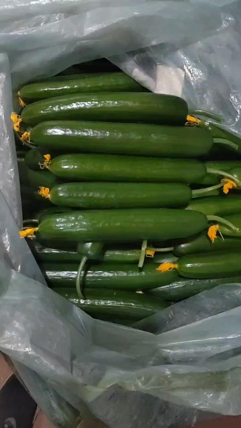 山东蔬菜瓜果黄瓜小乳瓜12~20cm新鲜可口欢迎进店选购