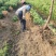 脆蜜金桔苗