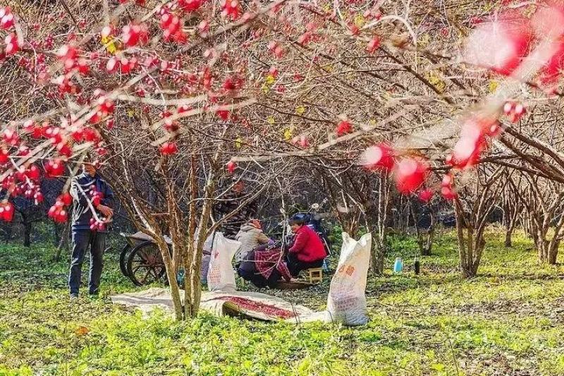 陕西佛坪山茱萸，道地中药材一手货源质量保证