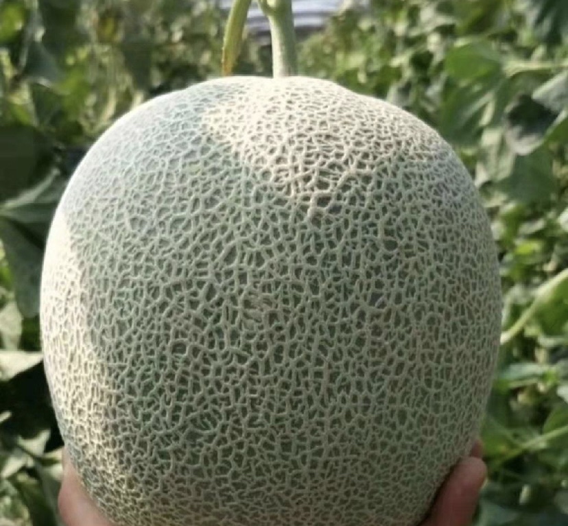 左侧为网纹瓜,表面布满细密网纹;右侧为普通哈密瓜,表皮光滑无纹路,两者对比清晰可见网纹瓜的独特之处 网纹瓜与普通哈密瓜对比图