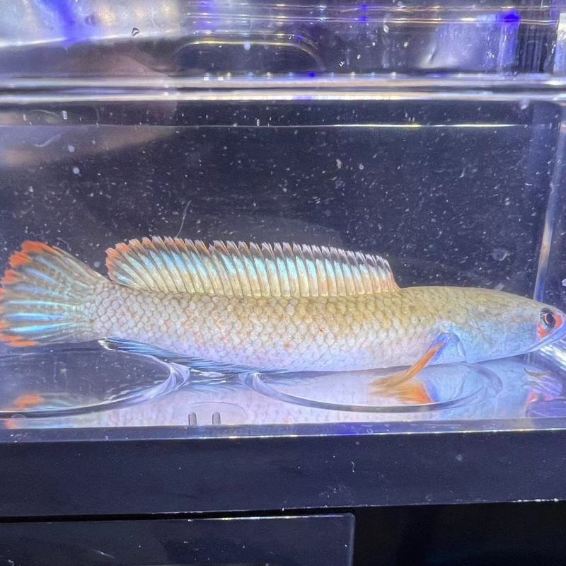 血斑一型雷龙鱼血一冰火雷龙梦幻血斑雷龙鱼网红热带观赏鱼活