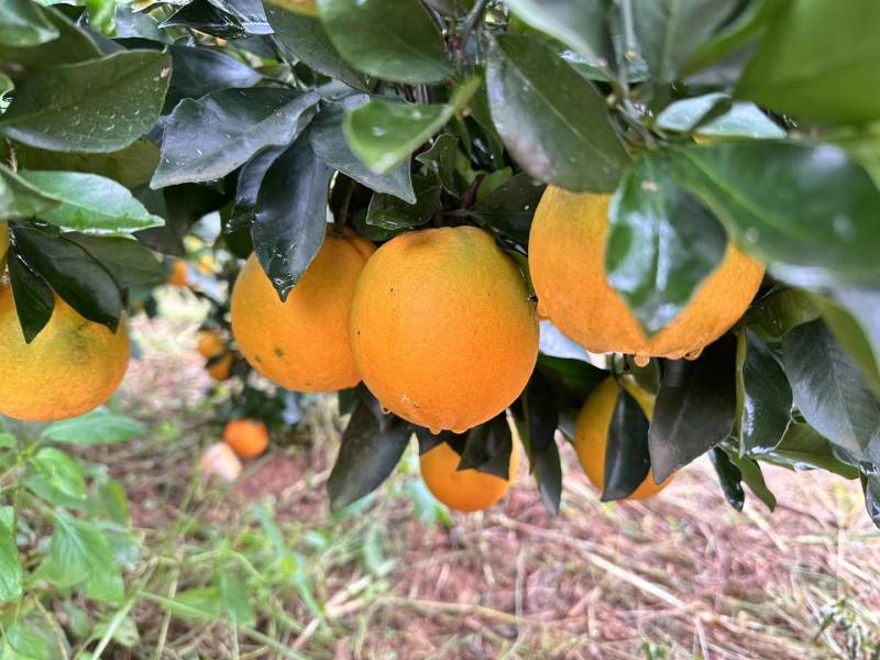 橙子电商供应社区团购产地一手货源全国发货