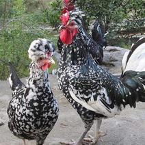 山东养殖基地出售贵妃鸡，开产鸡，全国包邮包活，可一件代发