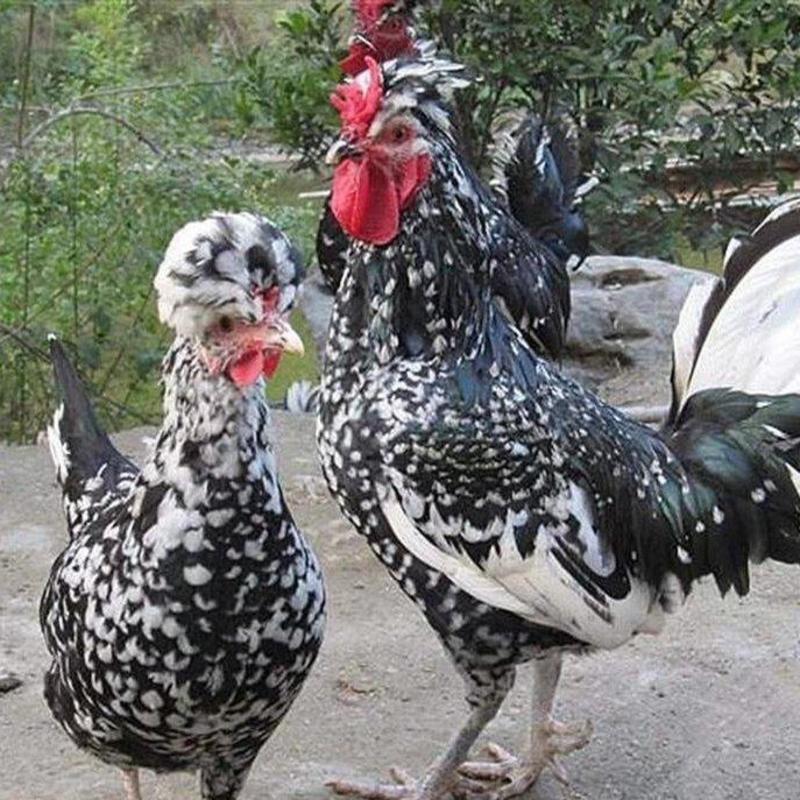 山东养殖基地出售贵妃鸡，可一件代发