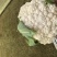热卖花菜，松花，散花菜。四川当地80天小米花