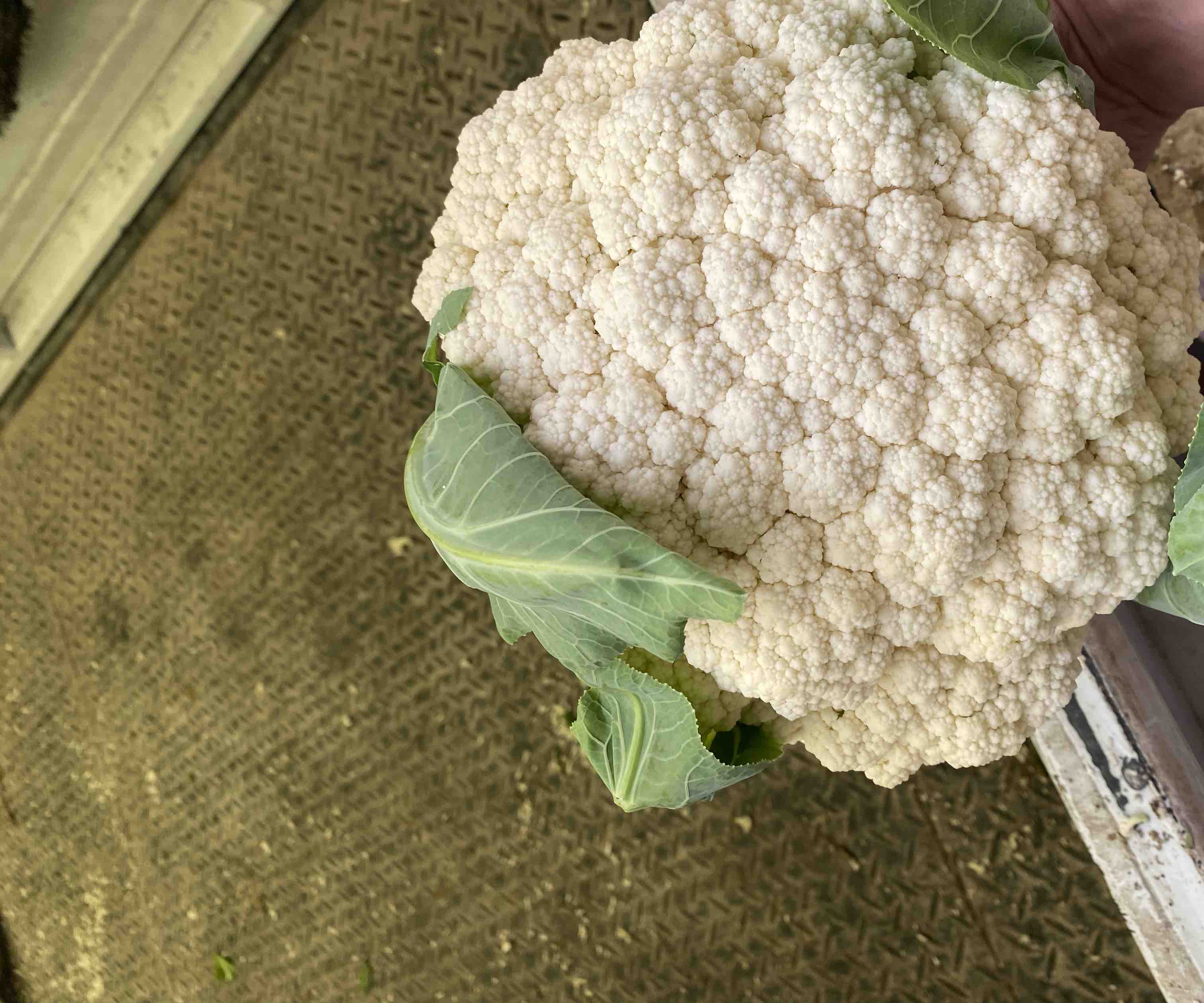 白花菜花与绿菜花对比图