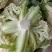 热卖花菜，松花，散花菜。四川当地80天小米花
