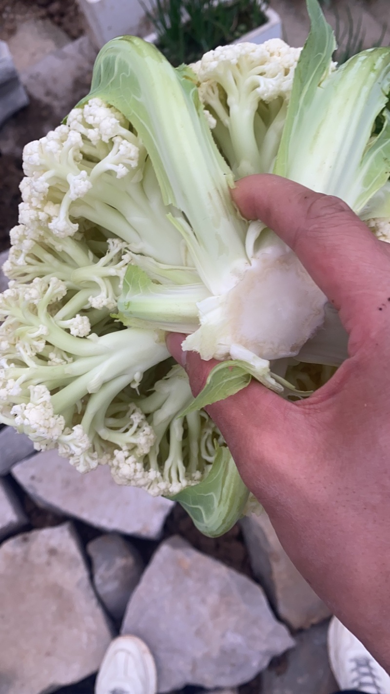 热卖花菜，松花，散花菜。四川当地80天小米花