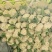 热卖花菜，松花，散花菜。四川当地80天小米花