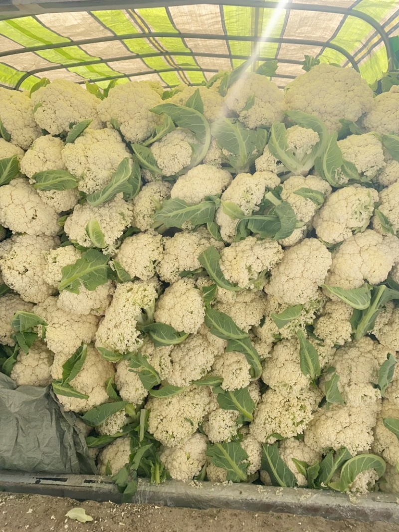 热卖花菜，松花，散花菜。四川当地80天小米花