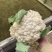 热卖花菜，松花，散花菜。四川当地80天小米花
