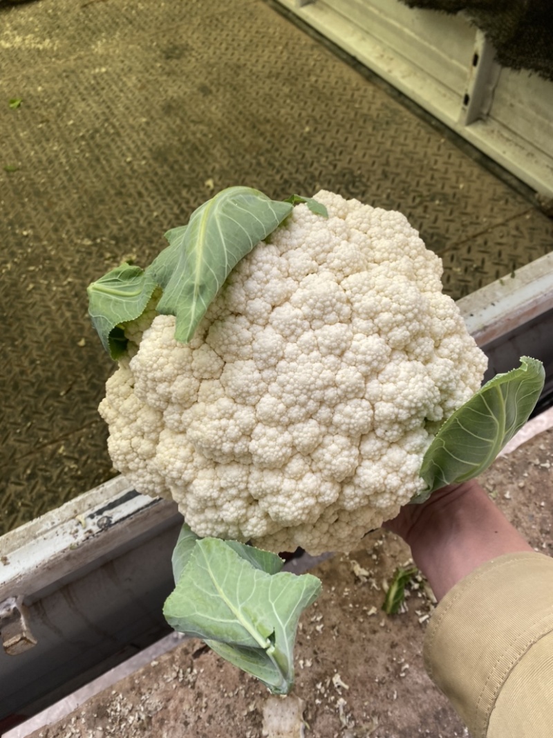 热卖花菜，松花，散花菜。四川当地80天小米花