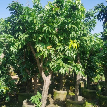 妃子笑荔枝