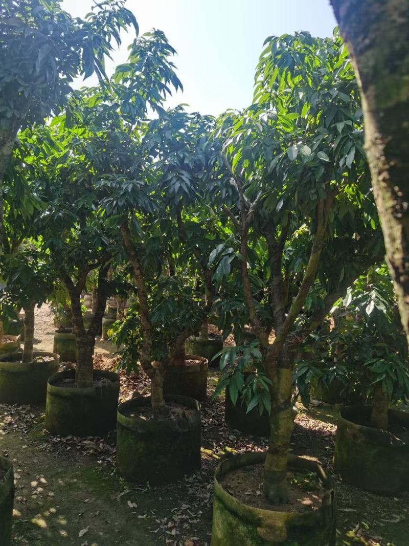 妃子笑荔枝