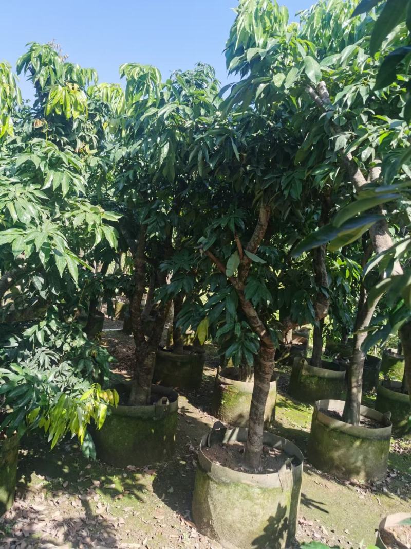 妃子笑荔枝