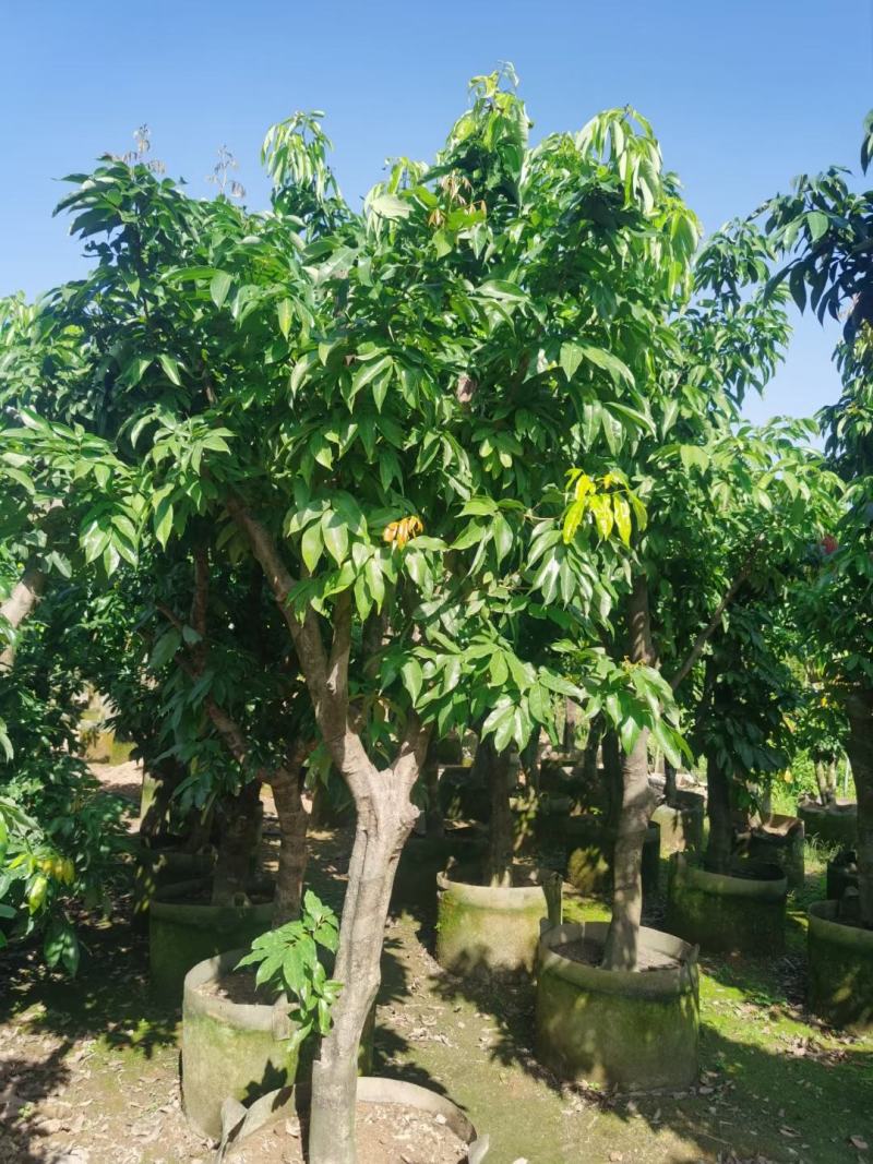 妃子笑荔枝