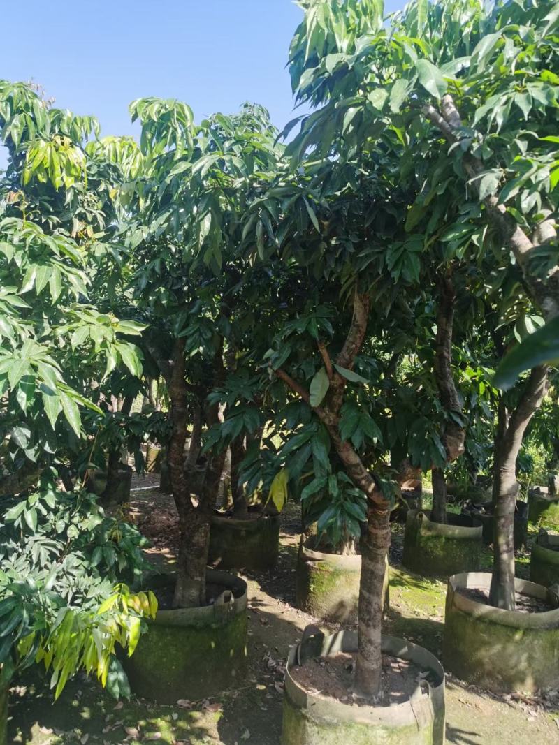 妃子笑荔枝