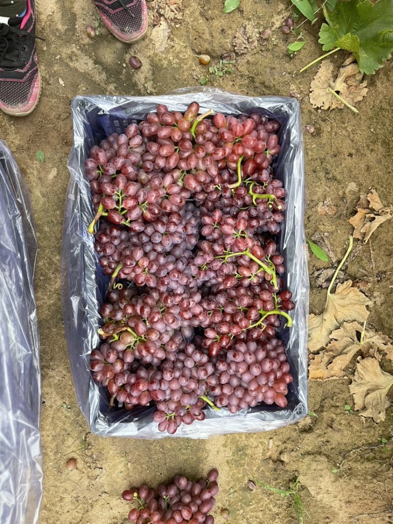 龙口克瑞森葡萄出库啦