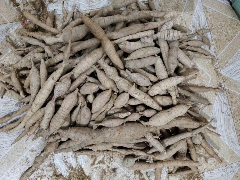 优质牛大力正规货源长期有货原产地直供