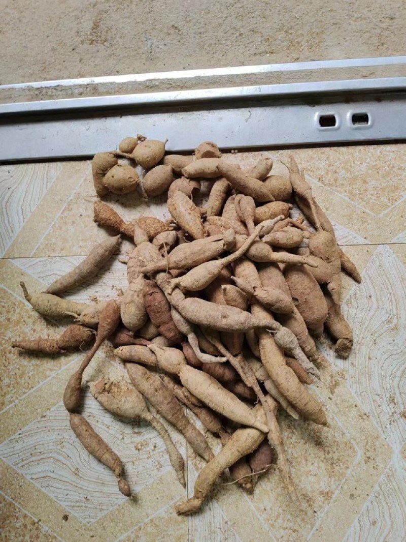 优质牛大力正规货源长期有货原产地直供