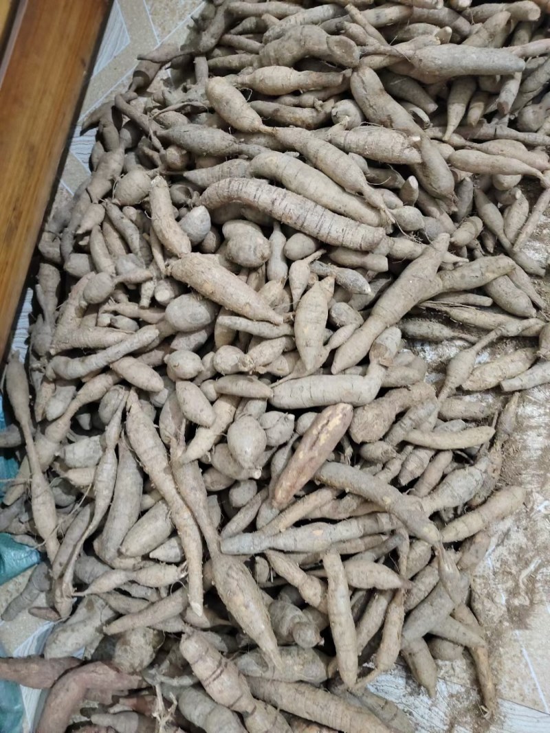 优质牛大力正规货源长期有货原产地直供
