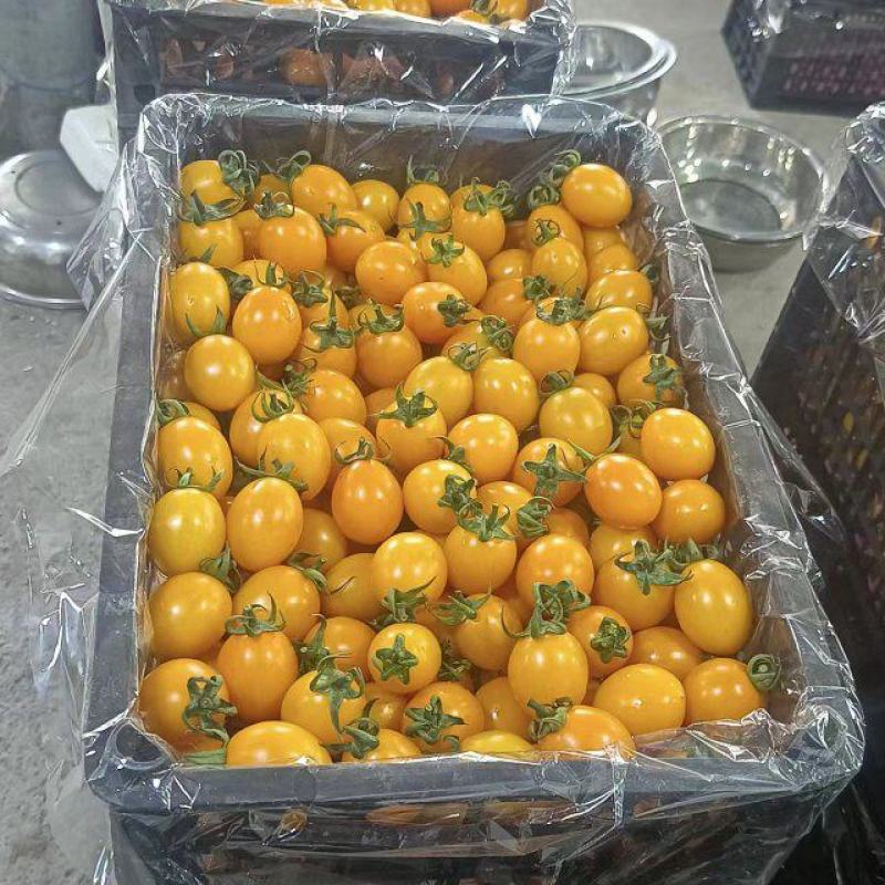 【推荐】广西圣女果清脆爽口果肉细腻香鲜甜地质量保证
