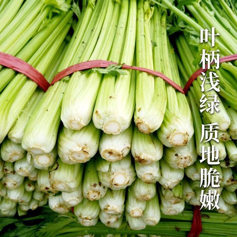 回头客多甄选西芹河南芹菜大量供应对接各大市场商超