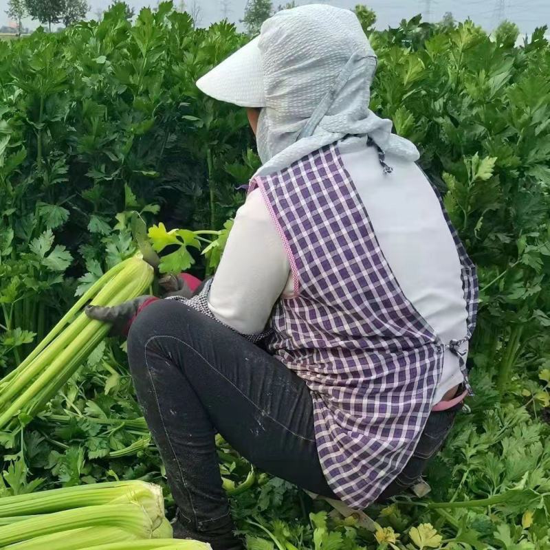 回头客多甄选西芹河南芹菜大量供应对接各大市场商超