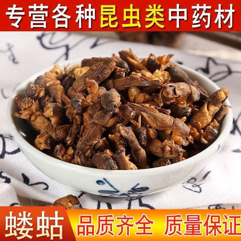 蝼蛄中药材批发新货土狗地狗蝲蝲蛄整只另有蟋蟀五谷虫