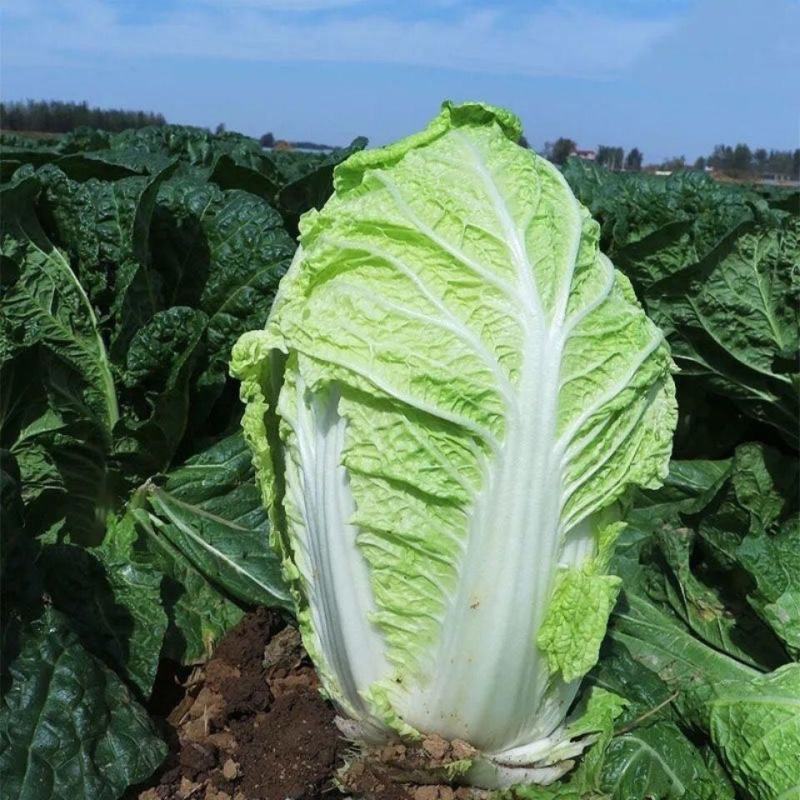 甄选大白菜夏阳白菜黄心白菜黄心大白菜各种规格