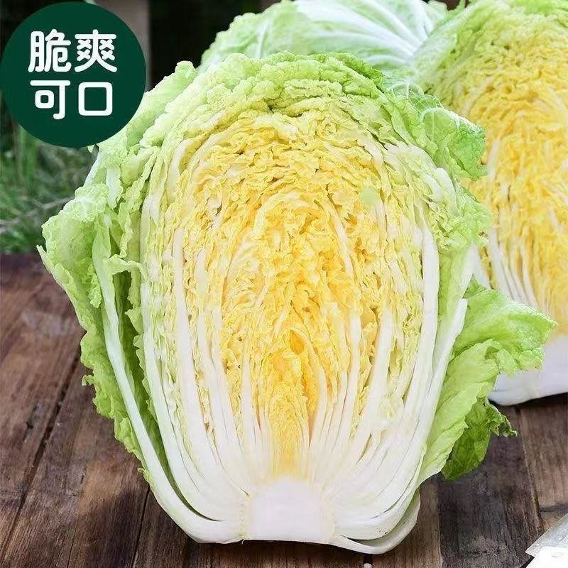 甄选大白菜夏阳白菜黄心白菜黄心大白菜各种规格